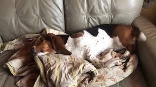Basset hound vs Turkeys