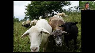 Tree Fodder for Livestock Health and Carbon Sequestration (NOFA NY 2022)