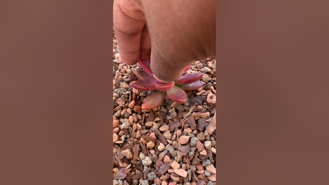 PART Two Repotting Succulents in Bonsai Jack Succulent Soil Mix (Gritty