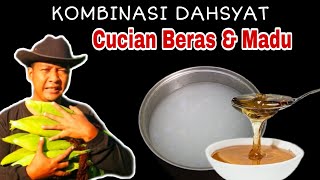 Hanya modal 2 bahan, selamat tinggal pupuk kimia sintetis !!!