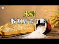 稻米 Mp3 Mp4 Free download