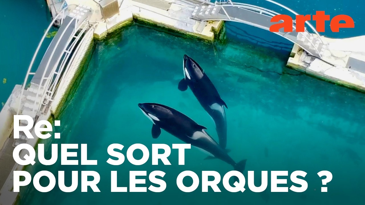Orques, la fin du spectacle | ARTE Regards