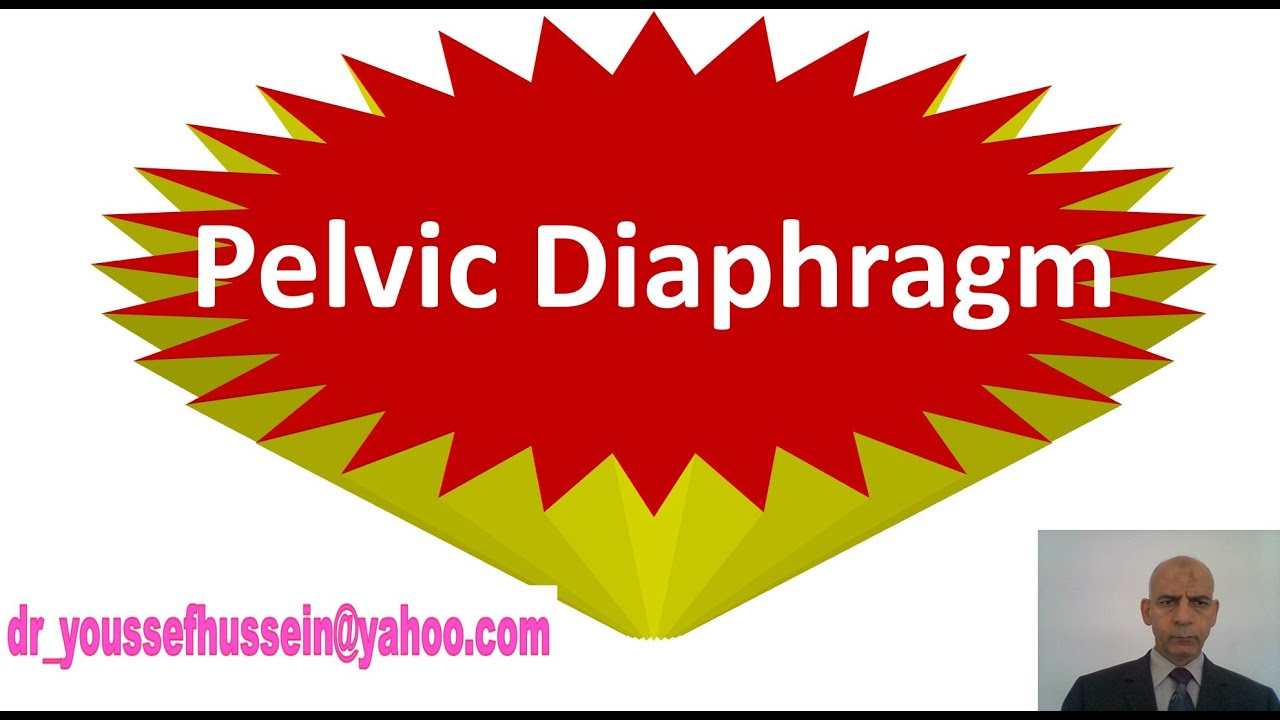 1- Pelvic diaphragm - Levtor ani muscle - Levator prostate - Sphincter vagina - Levator ani Syndrome