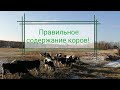 Зимнее содержание коров, одни сплошные преимущества.