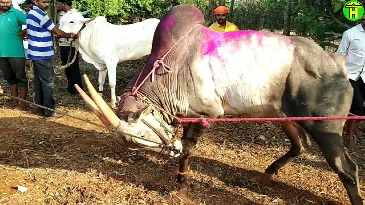 || चंदगड आणी शिनोळी गावची जबरदस्त जोडी || बैलगाडी शर्यत || Chandgad and Shinoli ||