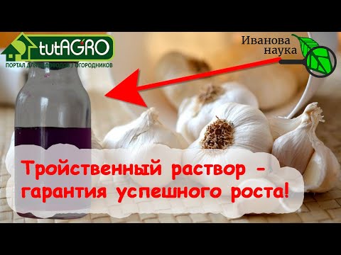 ТРОЙНОЙ ДРУЖЕСТВЕННЫЙ РАСТВОР для замачивания ЛУКА и ЧЕСНОКА! Большой урожай при любых условиях!