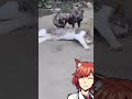 Chickens Bothering The Cat