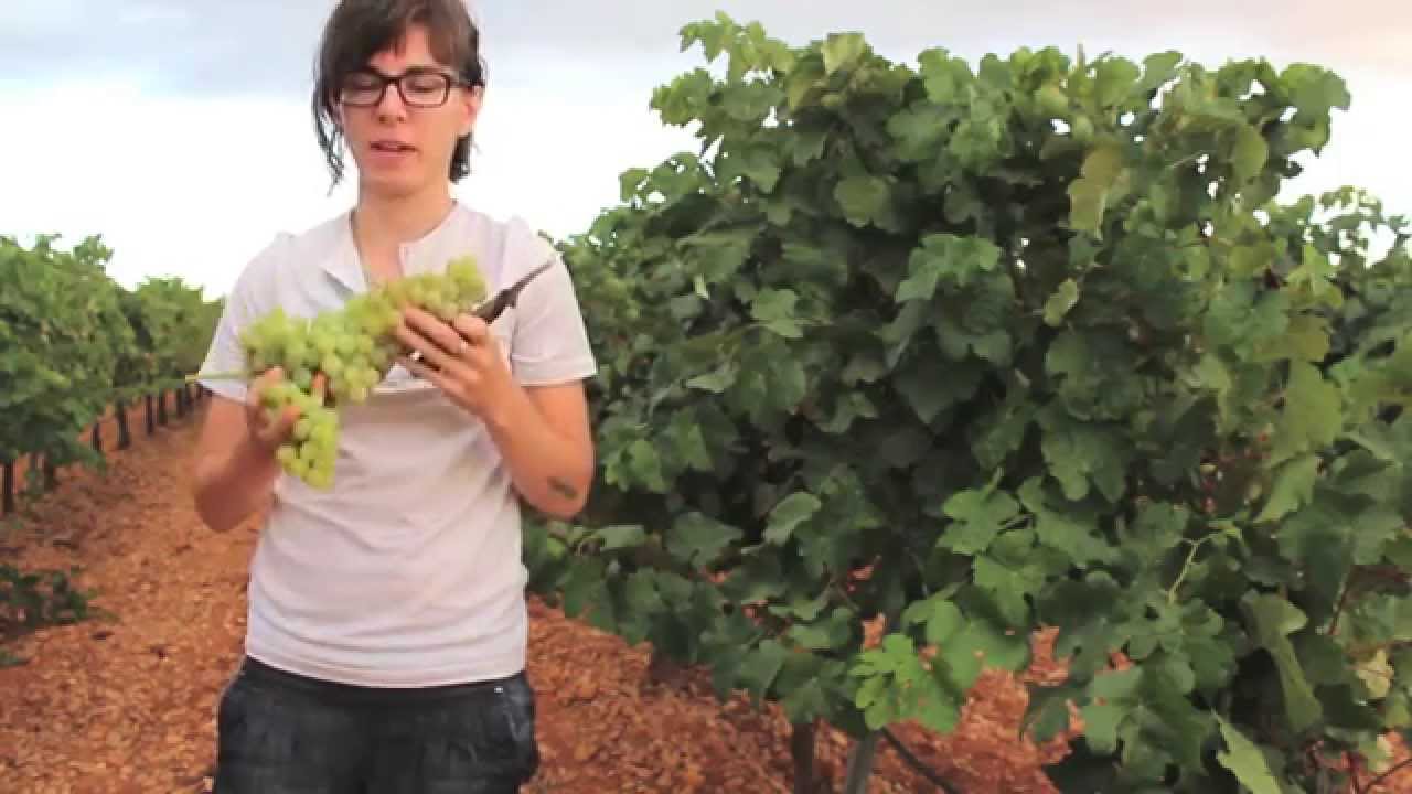 TINY VINEYARDS Lara at the harvest SPAIN 2014 YouTube