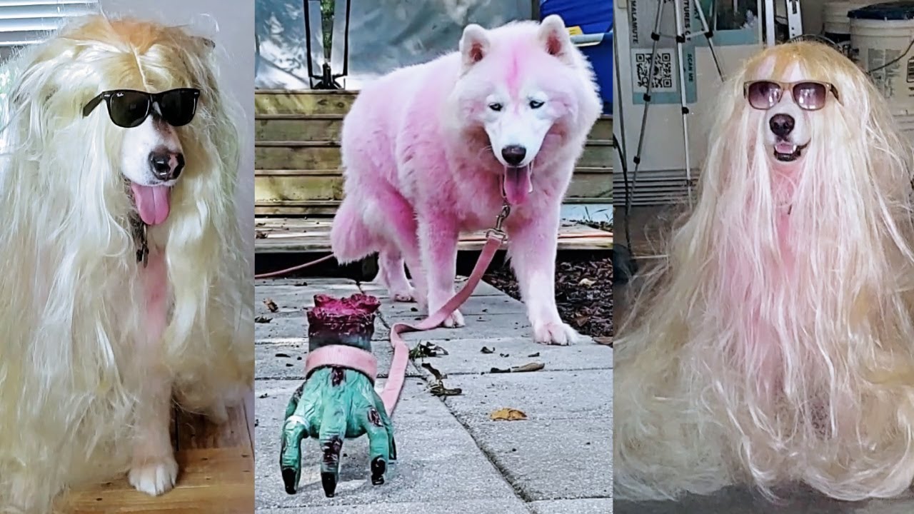 Addams Family Thing Tries To Walk My Dogs Pranking My Dogs YouTube