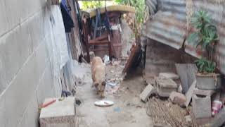 Como Condicionar A Un Perro En 3 Dias?