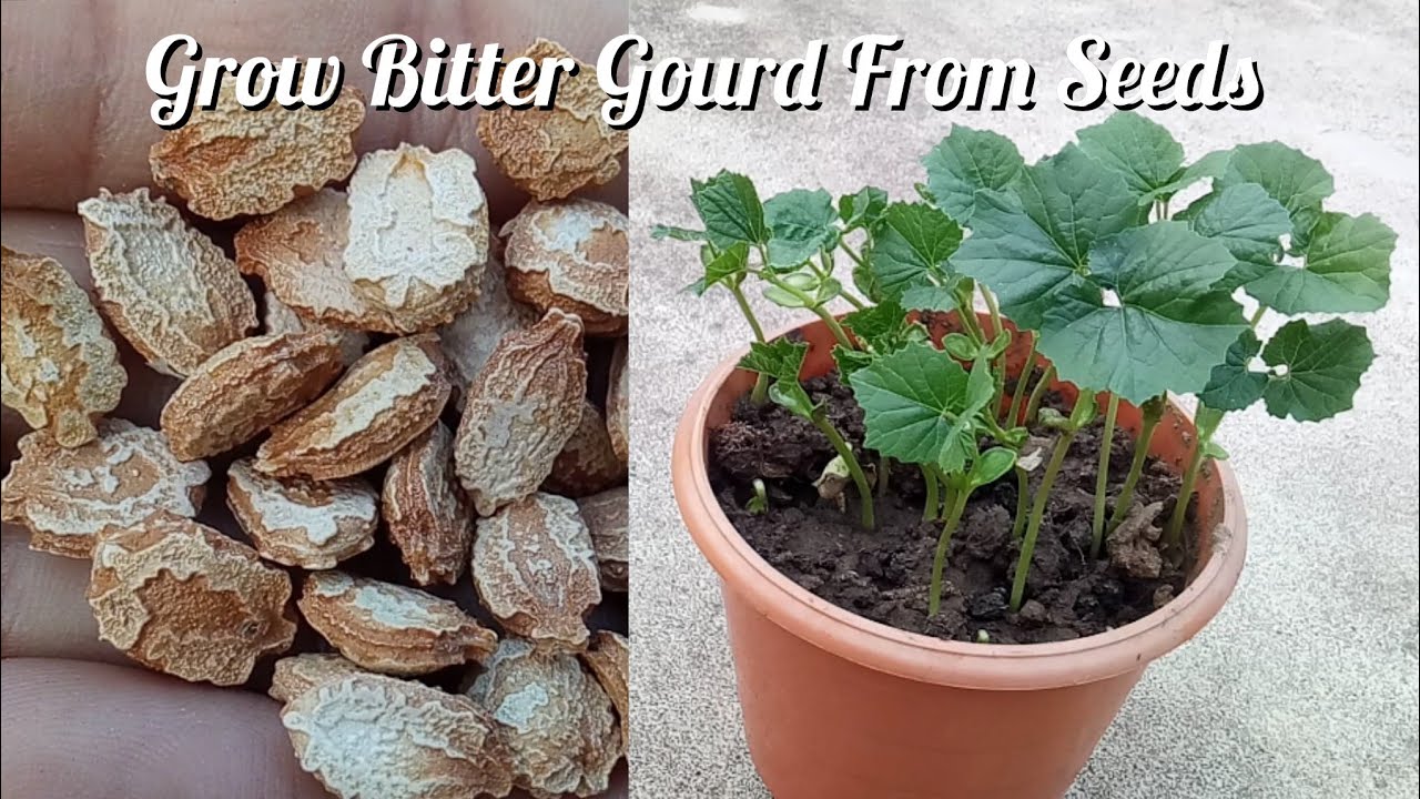 How To Grow Bitter Gourd From Seeds Easy To Grow karela At Home
