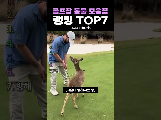 골프장 동물 모음집 랭킹 TOP7