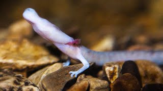 The Olm  Animal of the Week