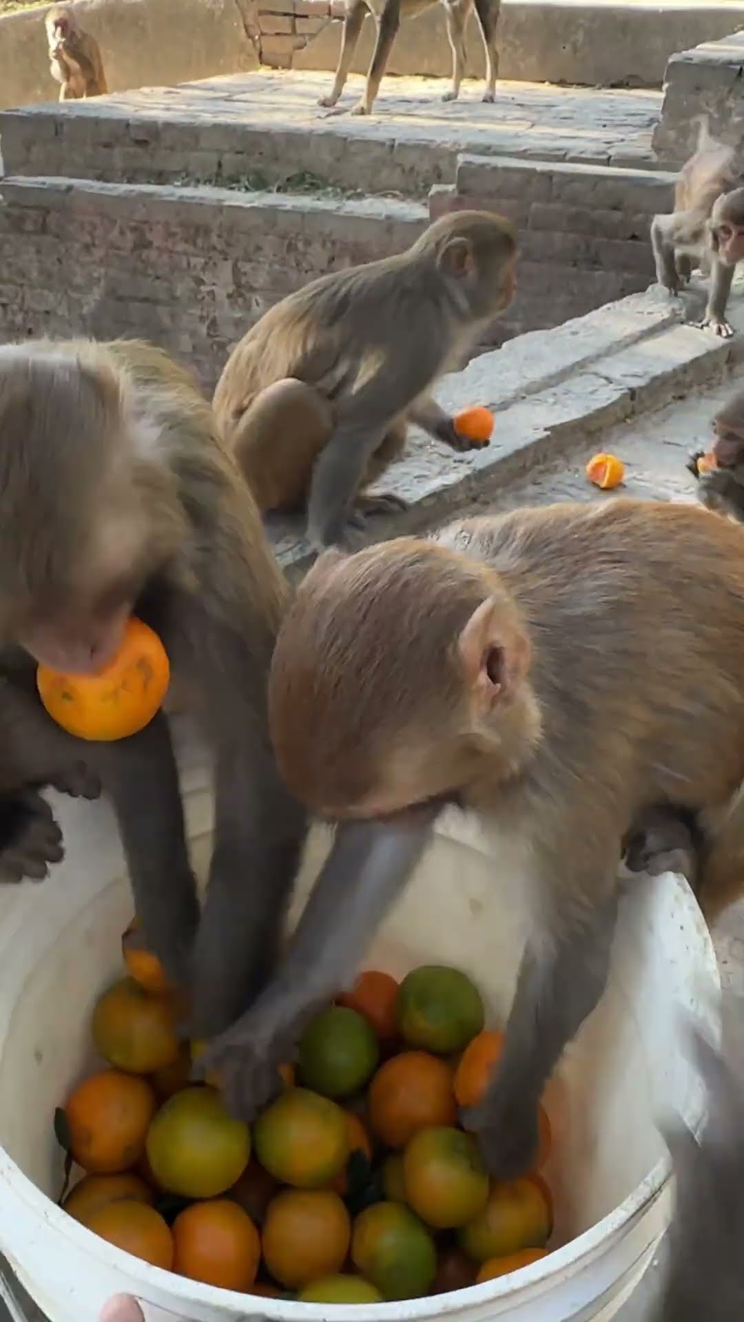 Feeding Oranges to Wild Monkeys || ViralHog