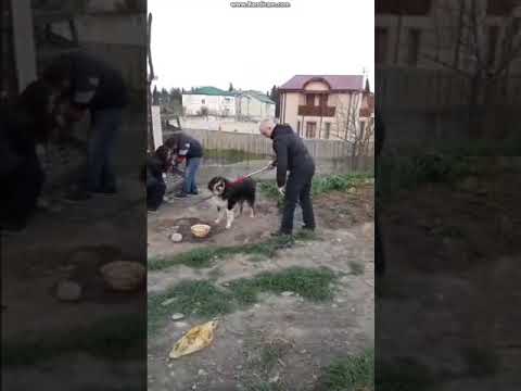 რატომ აყენებს ფიზიკურ და სიტყვიერ შეურაწყოფას თამაზ ელიზბარაშვილი მის თანამშრომლებს