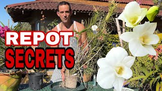 How to grow Dendrobium Phalaenopsis Orchids successfully | Complete care guide