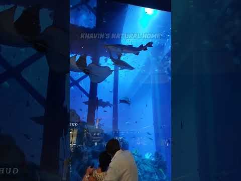 Dubai Aquarium under water zoo #shortsfeed