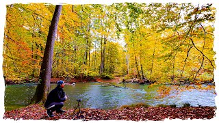 Relaxing Forest River Sounds in Autumn 🍁 | Bird Song & Flowing Water for Deep Calm in 4K
