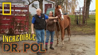 Fixing Doc the Horse | The Incredible Dr. Pol