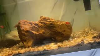 Vovó inovou para a minha turma do pepenos #PEPENOSGAMER