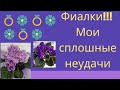 Фиалки-мой эксперимент. Такие сорта только на выброс!!! Часть 2.