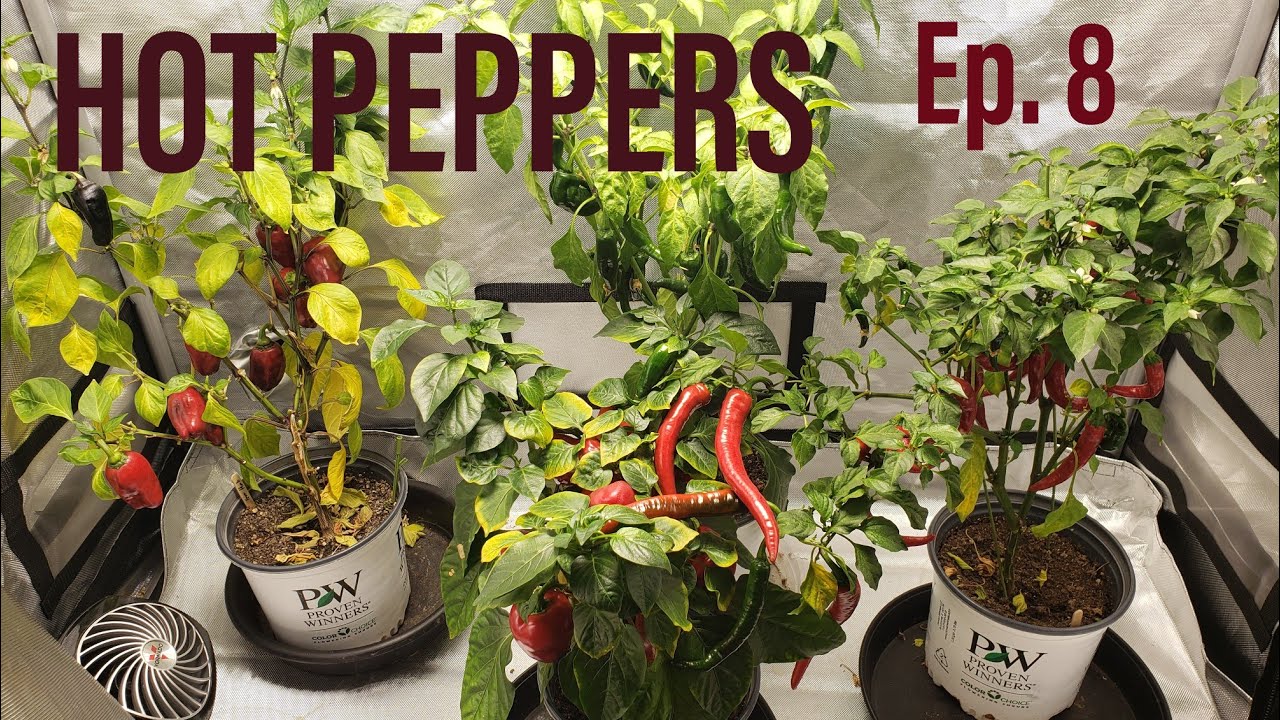 Growing HOT PEPPERS INDOOR Ep.8 Red Means Harvest Right? YouTube