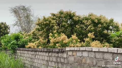 Hoa vải thiều lục ngạn Bắc Giang