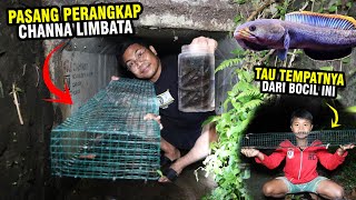 HARVEST CHANNA LIMBATA! HERE IS A HEAVENLY HOME FOR MOUNTAIN LIMBATA