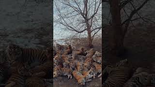 💢近距离看东北虎！Siberian Tigers #Tiger #Animal 【跟着图尔去旅行】