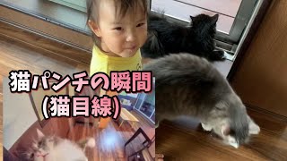 目線カメラで緊迫のケンカシーンを激写する猫　ラガマフィン　A scene of a tense fight seen from a cat