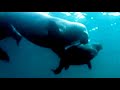 Explore the world with orange #2 - Walrus Family (Spot 2006)