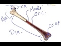 Anatomie simplifie de los long