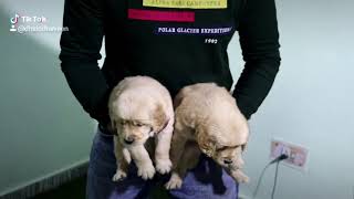 Superior quality of golden reteriver puppies available at jai Guru ji kennel by Jai Guru ji kennel 172 views 4 years ago 14 seconds