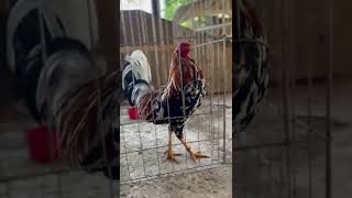 Boston Spangled Mr. Martin Escolin