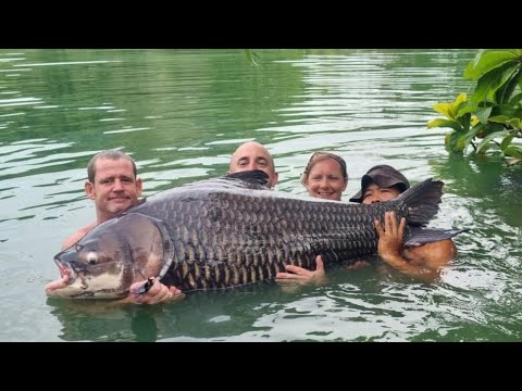 Gillhams Fishery, Thailand - 4 days in paradise. I LANDED THE HUGE ALI HAMIDI ESCAPEE SIAMESE CARP!