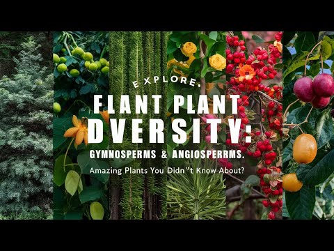 Gymnosperms and angiosperms - YouTube