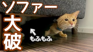 猫を飼ってはいけない悲惨な理由 by えぶりにゃん【ノアさんとこまちゃん日記】 418 views 3 years ago 4 minutes, 56 seconds