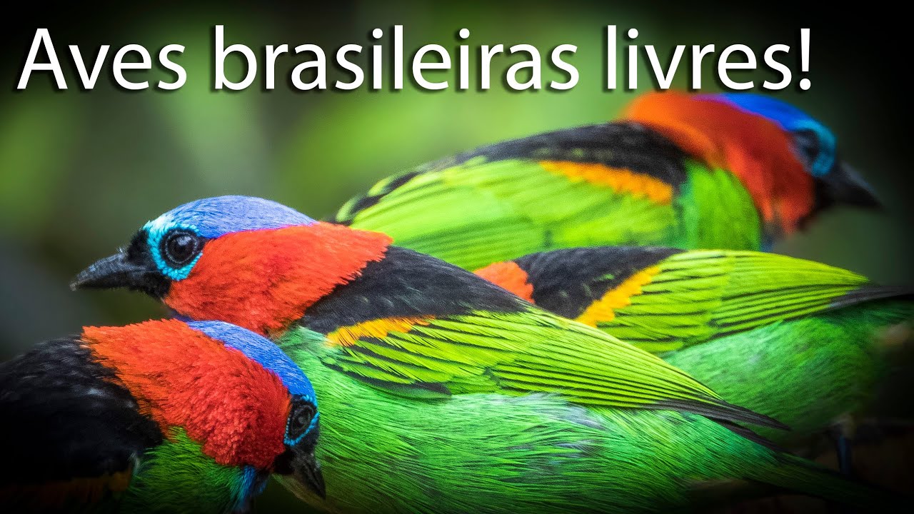 Brazilian birds and sounds! 4 