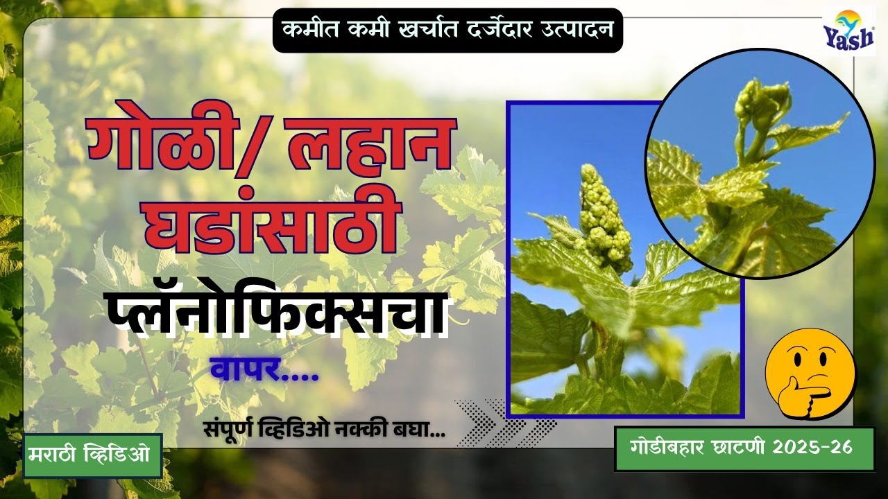 गोळी/ लहान घडांसाठी प्लॅनोफिक्सचा वापर |@VijayKumbharYashAgroLab #द्राक्षे #grape #गोळीघड