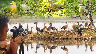 BERBURU RATUSAN BURUNG PUNAI TIDUR DISPOT RATUSAN BELIBIS FULL POIN
