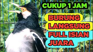 Jalak Suren Di Alam Liar Memanggil Betina Gacor Full Isian Cililin Tengkek mantap
