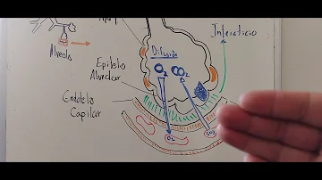 ¿Cuál es la función de la ventilacion pulmonar?