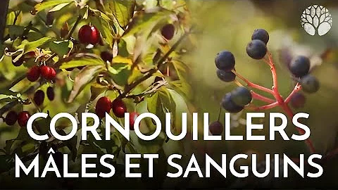 Comment s'appelle le fruit du cornouiller ?