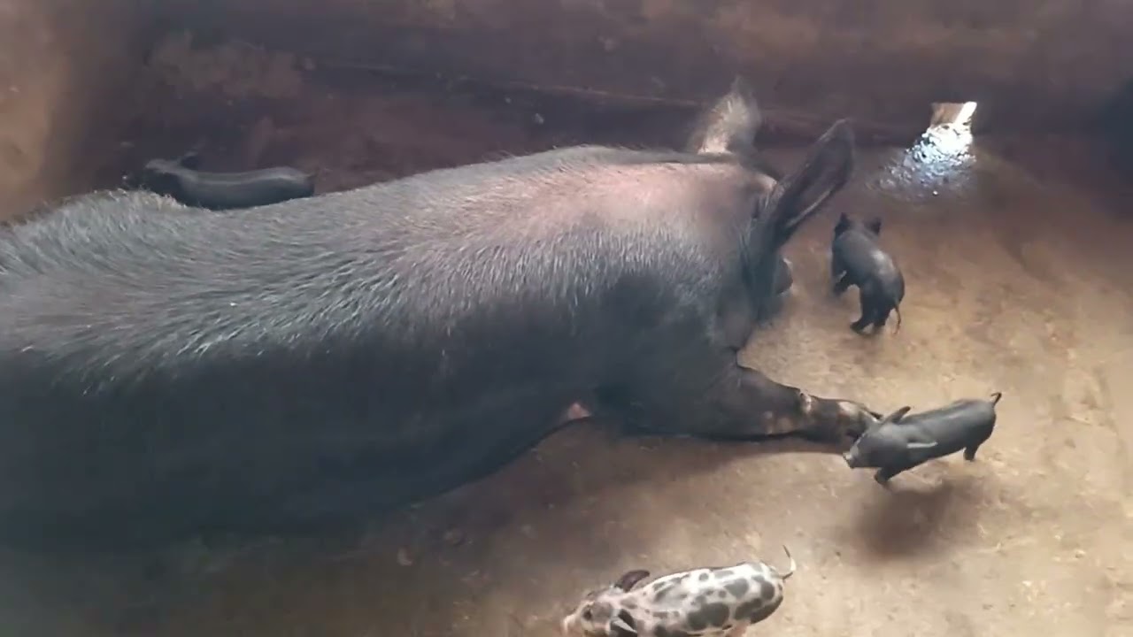 Small pigery. No1...kaunaunahang babuyan bago na extend.. 