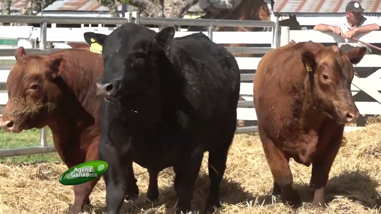 Agenda Ganadera - Gastón Paz - 7-10-25