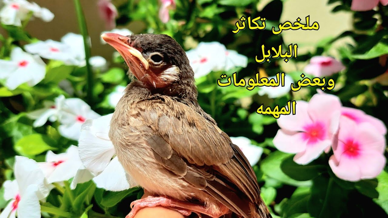 ملخص تكاثر البلابل من اول ايام البيضه إلى يوم سحب الفراخ