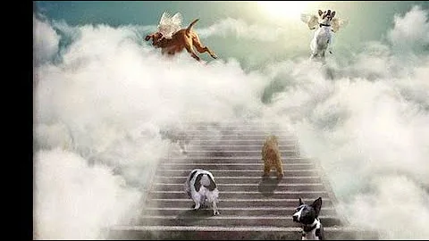 FB LIVE - FREE READINGS - PETS IN SPIRIT
