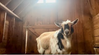 Snowy morning breakfast with goats