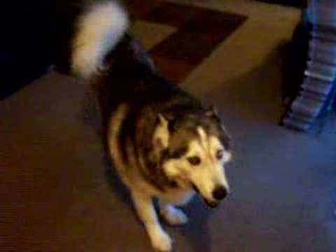Kosher Gets A Treat