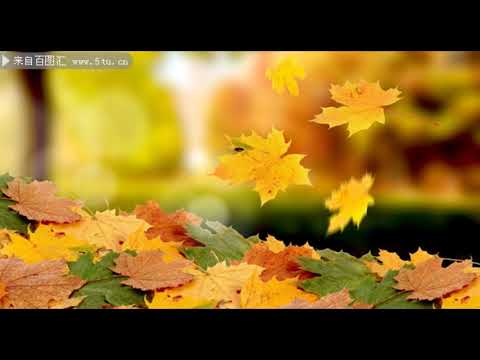 梧桐树 - bobo 演唱